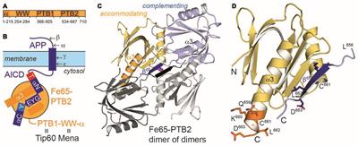 Fe65-PTB2 Dimerization Mimics Fe65-APP Interaction